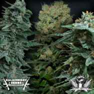 Kalashnikov Seeds Feminized Mix